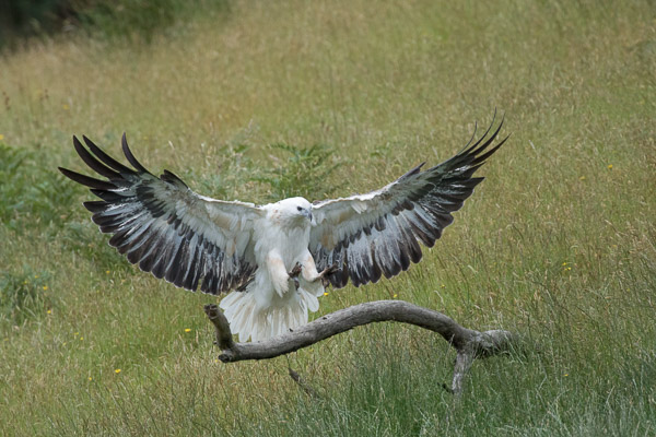 White-Bellied Seaeagle 5DIV_AS_161230_7678-Bearbeitet.jpg