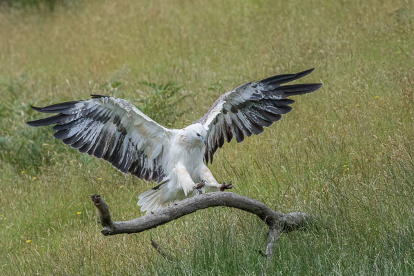 White-Bellied Seaeagle 5DIV_AS_161230_7679-Bearbeitet.jpg