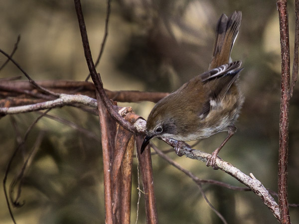 Scrubtit 5DIV_AS_161231_7739.jpg