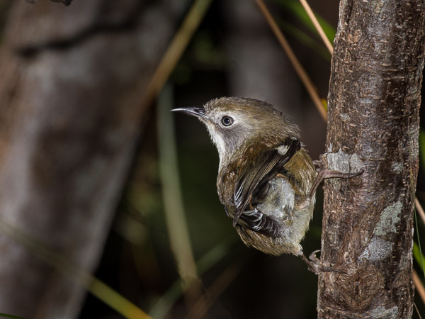 Scrubtit 5DIV_AS_161231_7745-Bearbeitet.jpg