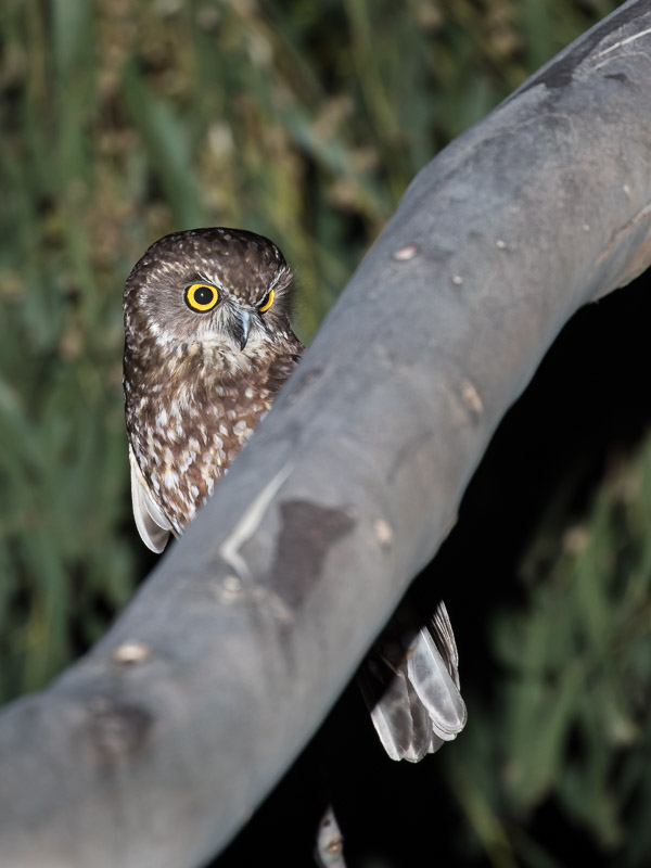 Morepork 5DIV_AS_161231_7786.jpg
