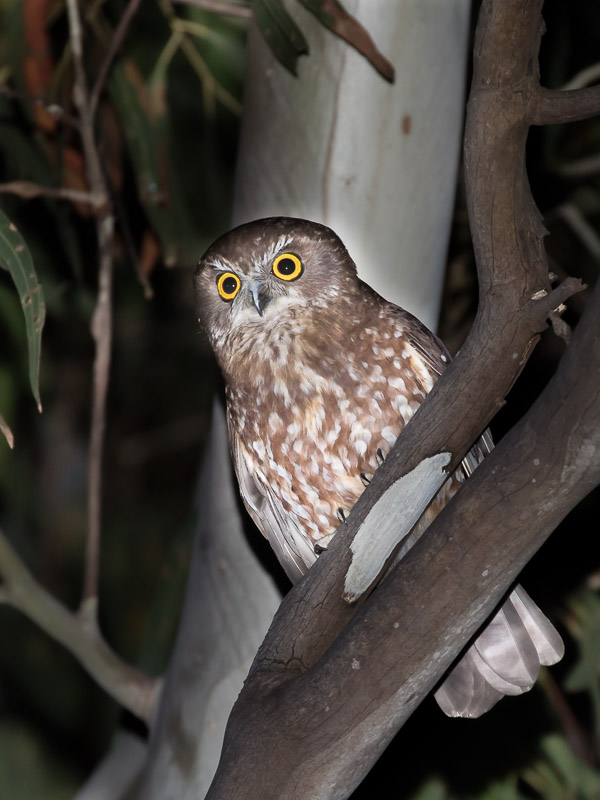 Morepork 5DIV_AS_170102_7851.jpg