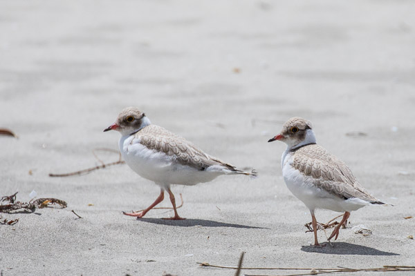 Juvenile Hooded Plover 5DIV_AS_170103_7880.jpg