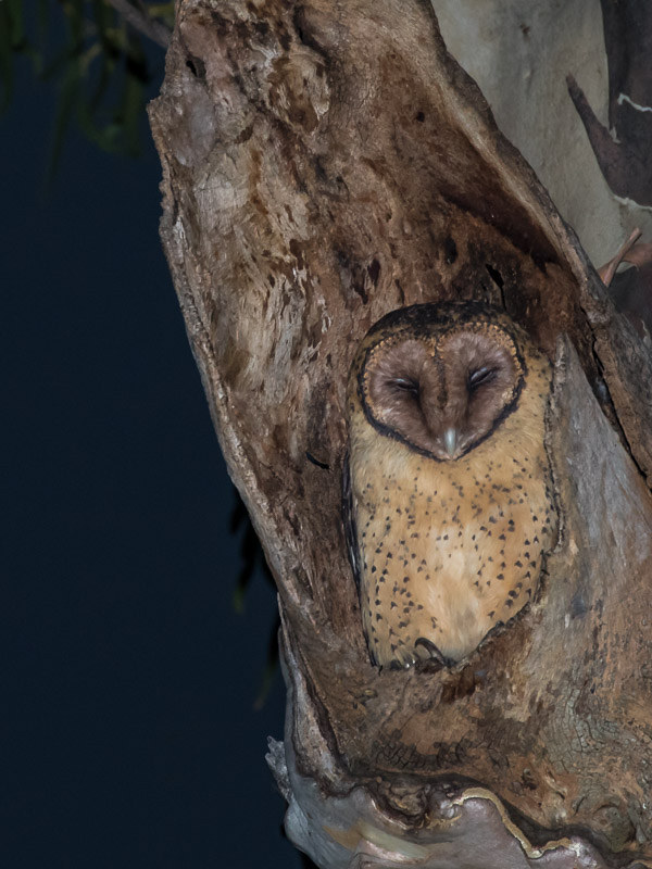 Masked Owl 5DIV_AS_170103_7941-Bearbeitet.jpg