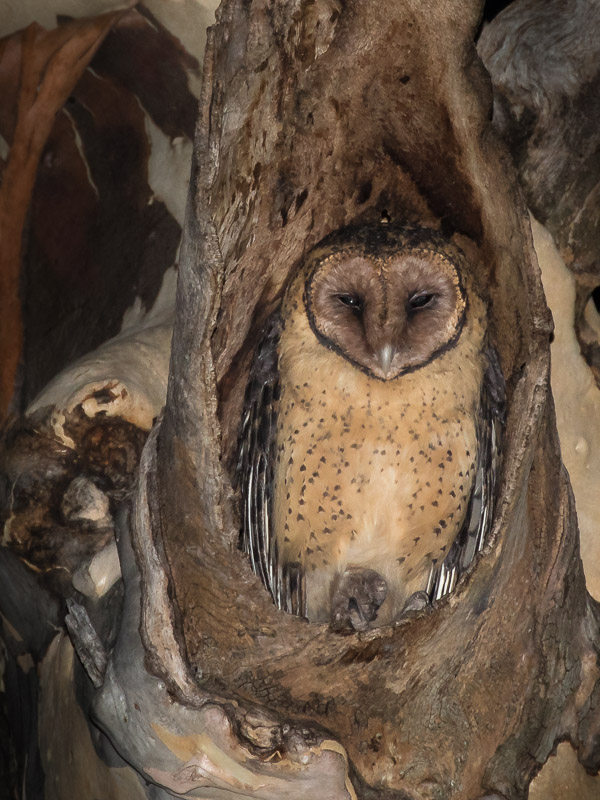 Masked Owl 5DIV_AS_170103_7951.jpg