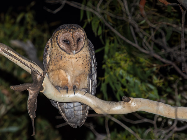 Masked Owl 5DIV_AS_170103_7961.jpg