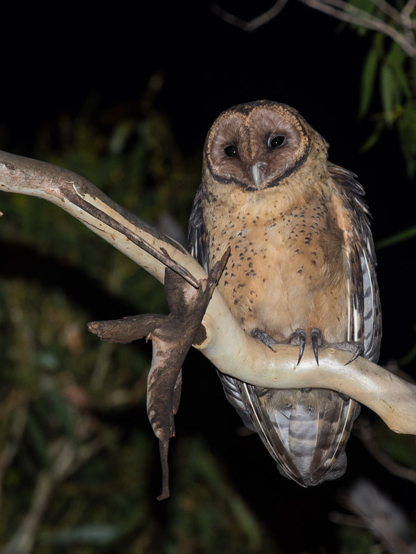 Masked Owl 5DIV_AS_170103_7967.jpg