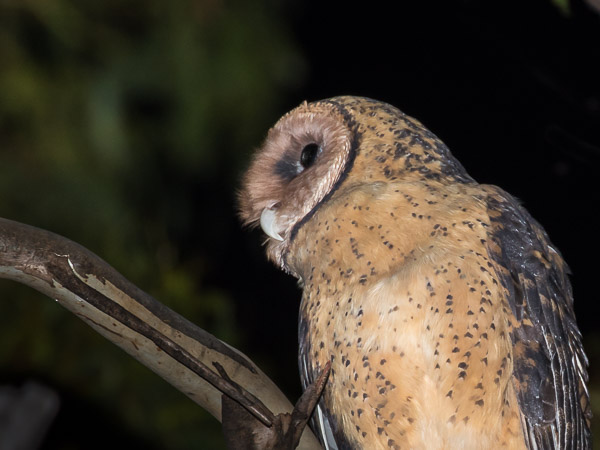 Masked Owl 5DIV_AS_170103_7973.jpg
