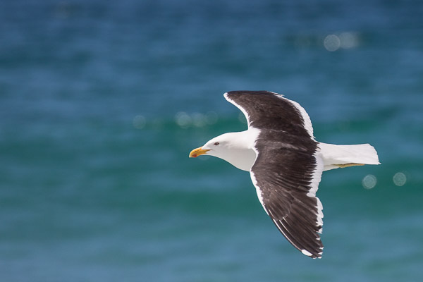 Kelp Gull 5DIV_AS_170104_8045.jpg