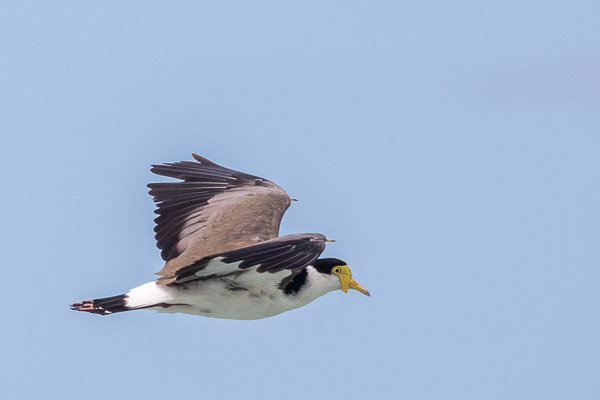 Masked Lapwing 5DIV_AS_170104_8059.jpg