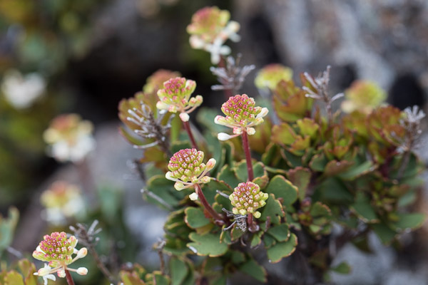 Hobart 5DIV_AS_170105_8142.jpg