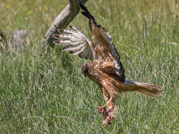 Swamp Harrier 7DII_AS_161224_6146.jpg