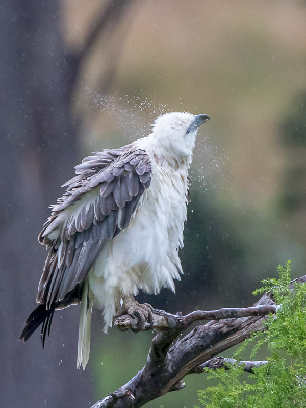 White-Bellied Seaeagle 7DII_AS_161226_6194-Bearbeitet.jpg