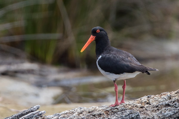 Pied Oystercatcher 7DII_AS_161226_6540.jpg