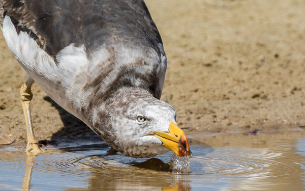 Immature Pacific Gull 7DII_AS_161226_6588.jpg