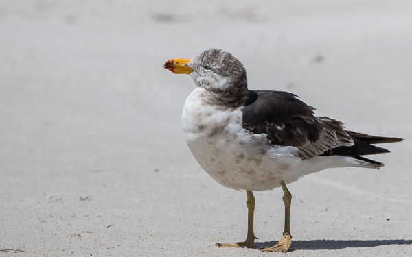 Immature Pacific Gull 7DII_AS_161226_6595.jpg