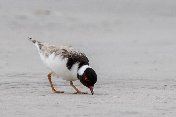 Hooded Plover 7DII_AS_161227_6642.jpg