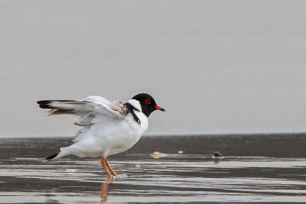 Hooded Plover 7DII_AS_161227_6783.jpg