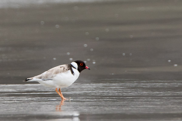 Hooded Plover 7DII_AS_161227_6796.jpg