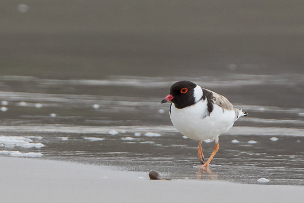 Hooded Plover 7DII_AS_161227_6870.jpg