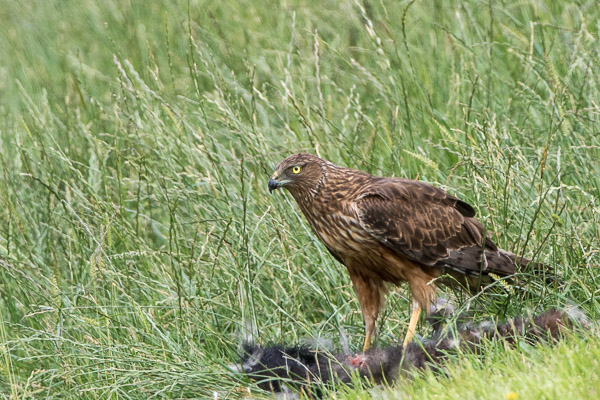 Swamp Harrier 7DII_AS_161230_7374.jpg