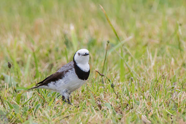 White-Fronted Chat 7DII_AS_161231_7595.jpg