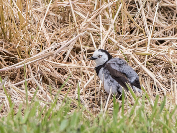 White-Fronted Chat 7DII_AS_161231_7625.jpg