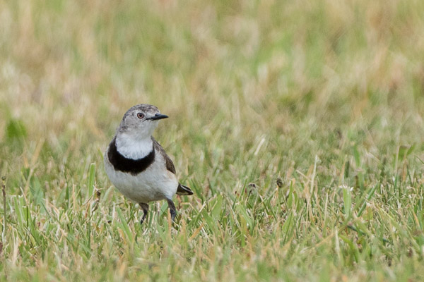 White-Fronted Chat 7DII_AS_161231_7663.jpg