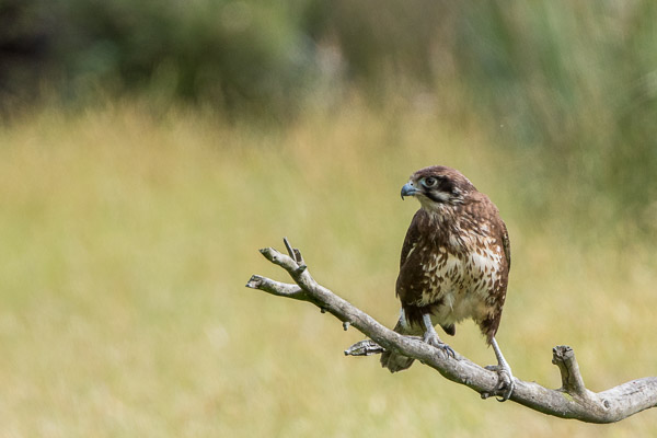Brown Falcon 7DII_AS_170102_7801.jpg