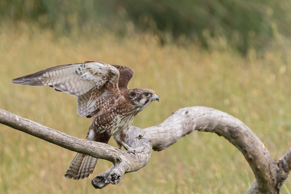 Brown Falcon 7DII_AS_170102_7908.jpg