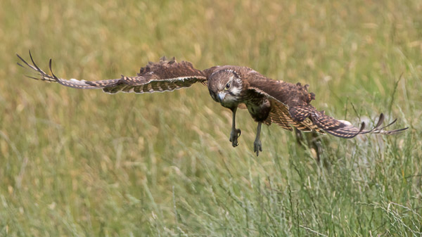 Brown Falcon 7DII_AS_170102_7920-Bearbeitet.jpg