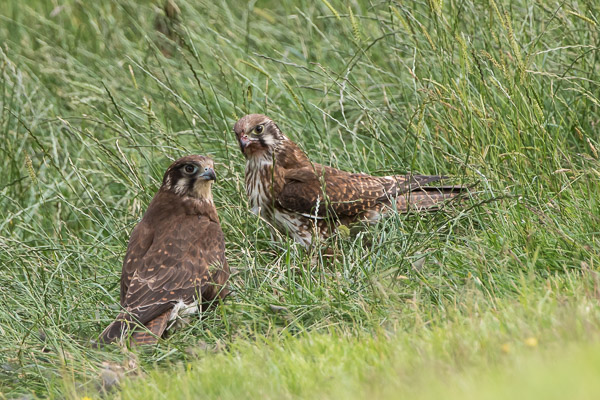 Brown Falcon 7DII_AS_170102_7969.jpg