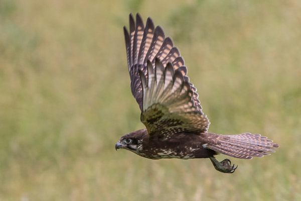 Brown Falcon 7DII_AS_170102_7989.jpg