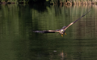 Rotmilan R5_AS_210710_2060.jpg