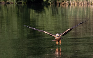 Rotmilan R5_AS_210710_2063.jpg