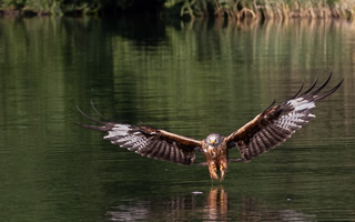 Rotmilan R5_AS_210710_2064.jpg