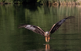 Rotmilan R5_AS_210710_2065.jpg