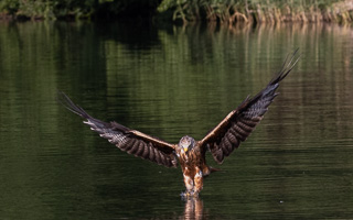 Rotmilan R5_AS_210710_2067.jpg