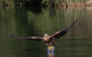 Rotmilan R5_AS_210710_2068.jpg