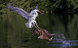 Schwarzmilan // Graureiher R5_AS_210710_2272.jpg