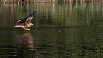 Rotmilan R5_AS_210710_2496.jpg