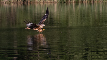 Rotmilan R5_AS_210710_2497.jpg