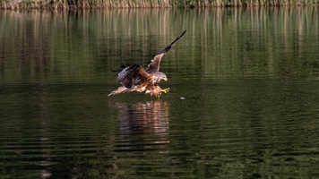 Rotmilan R5_AS_210710_2498.jpg