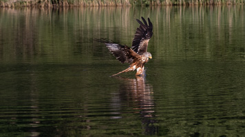 Rotmilan R5_AS_210710_2499.jpg