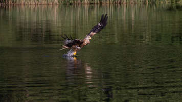 Rotmilan R5_AS_210710_2500.jpg