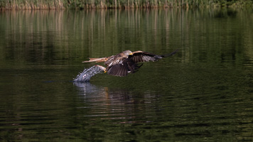 Rotmilan R5_AS_210710_2501.jpg