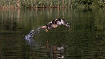 Rotmilan R5_AS_210710_2502.jpg