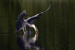 Graureiher R5_AS_210710_2951.jpg