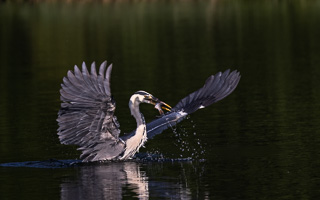 Graureiher R5_AS_210710_2960.jpg