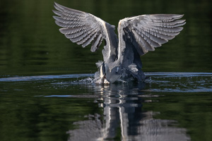 Graureiher R5_AS_210710_3161.jpg